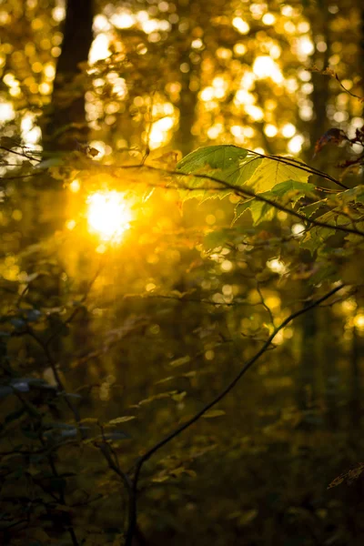 Листья на деревьях и солнечные вспышки осенью — стоковое фото