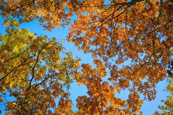 Haut des arbres en automne — Photo