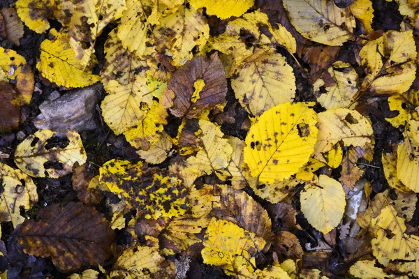 Gelbe Blätter fallen im Herbst auf den Boden — Stockfoto