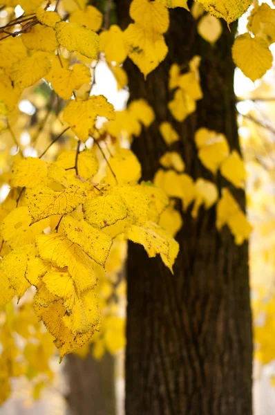 Gelbe Blätter während der Herbstsaison — Stockfoto