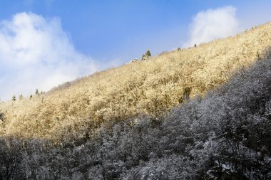 Ağaçlar kar yağdı ve mavi gökyüzü