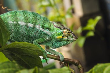 L'Endormi ou cameleon, Reunion Adası