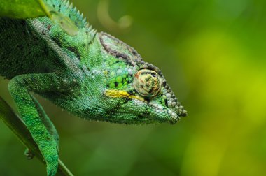L'Endormi ou cameleon, Reunion Adası