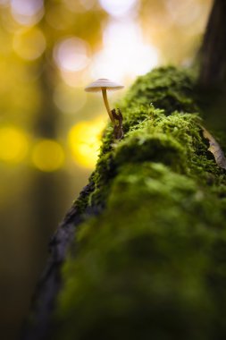 Mantar ve sarı bokeh