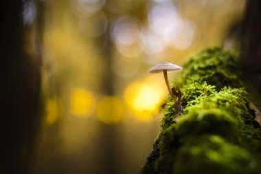 Mantar ve sarı bokeh