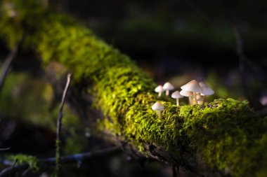 güneş ışığı altında mantar