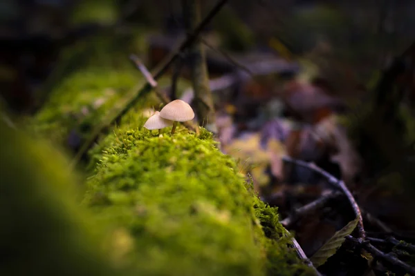 Mushrooms in the sunlight — Stock Photo, Image