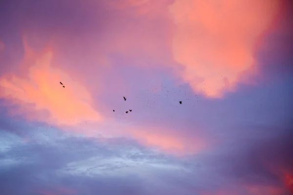 Dramatic sunrise, sunset pink purple sky with clouds background texture. A flock of migratory birds against the backdrop of a beautiful sky