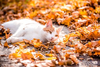 Sonbaharda kırmızı kedi. Bir kızıl kedi sonbahar parkında ya da ormanda düşen yaprakların üzerine uzanır. Kırmızı-beyaz kedi sonbaharda düşen yapraklarla oynar. Çimlerin üzerinde aktif bir hayvanın portresi ve sonbaharın başında yapraklar..
