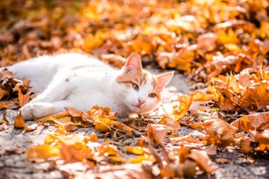 Sonbaharda kırmızı kedi. Bir kızıl kedi sonbahar parkında ya da ormanda düşen yaprakların üzerine uzanır. Kırmızı-beyaz kedi sonbaharda düşen yapraklarla oynar. Çimlerin üzerinde aktif bir hayvanın portresi ve sonbaharın başında yapraklar..