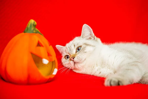 Cute British Kitten Lies Red Bedspread Next Pumpkin Halloween — Stock Photo, Image