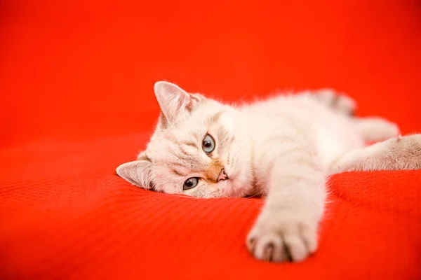 Cute Kitten British Breed Lies Red Blanket Place Text New — Stock Photo, Image