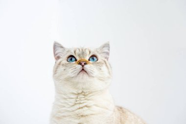 Şirin İngiliz Shortair Kitty yukarı bakar ve stüdyoda beyaz bir arka plana oturur. Metin için yer