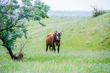 Rusya 'daki kahverengi sığır ineği. Tepesinde negatif boşluk olan kahverengi ve beyaz bir sığır eti ineğinin yakın çekimi. 2021 'in sembolü.