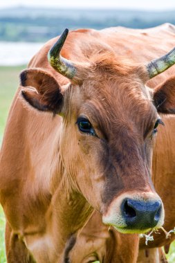 Kahverengi bir ineğin portresi. Bir inek yeşil bir çayırda yürüyor, kırsal bir çiftlikteki bir tarlada süt sığırları olan açık bir çiftlik. Bir inek yeşil bir çayırda otluyor. Tarım. Saf doğa..