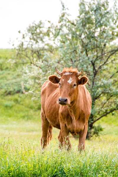 Brązowa Krowa Rosji Zbliżenie Brązowo Białej Hybrydowej Krowy Wołowej Negatywnym — Zdjęcie stockowe
