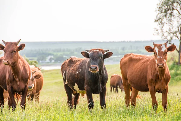 Vários Bovinos Marrons Rússia Várias Vacas Híbridas Marrons Brancas Fecham — Fotografia de Stock