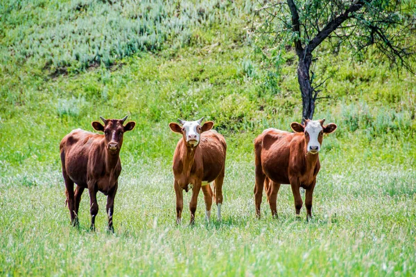 Vários Bovinos Marrons Rússia Várias Vacas Híbridas Marrons Brancas Fecham — Fotografia de Stock