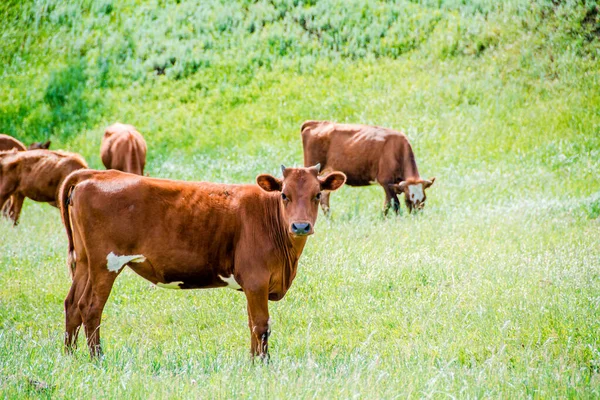 Vários Bovinos Marrons Rússia Várias Vacas Híbridas Marrons Brancas Fecham — Fotografia de Stock