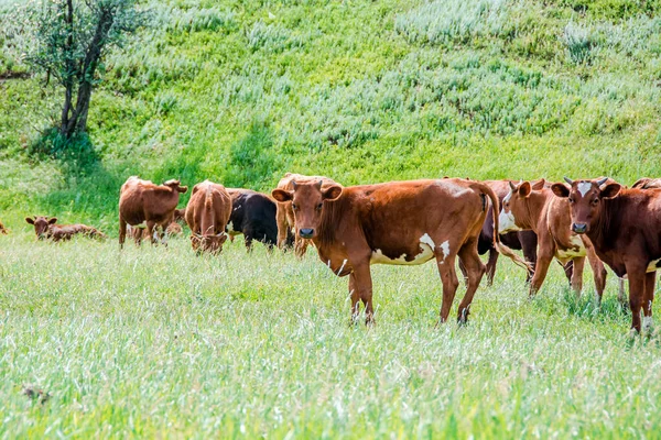 Grupo Vacas Está Andando Grama Verde Campo Campo Parte Terras — Fotografia de Stock