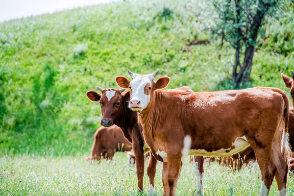 Grupo Vacas Está Andando Grama Verde Campo Campo Parte Terras — Fotografia de Stock