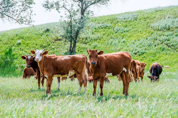 Grupo Vacas Está Andando Grama Verde Campo Campo Parte Terras — Fotografia de Stock