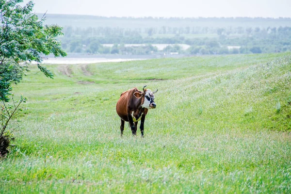 Vaca Ganado Marrón Rusia Primer Plano Una Vaca Híbrida Marrón — Foto de Stock