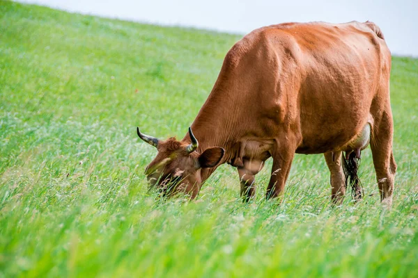 Zbliżenie Krowy Jedzącej Świeżą Trawę Portret Krowy Krowa Spaceruje Trawę — Zdjęcie stockowe