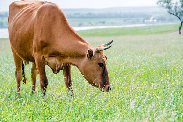 Zbliżenie Krowy Jedzącej Świeżą Trawę Portret Krowy Krowa Spaceruje Trawę — Zdjęcie stockowe