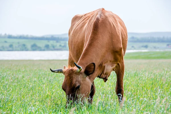 Zbliżenie Krowy Jedzącej Świeżą Trawę Portret Krowy Krowa Spaceruje Trawę — Zdjęcie stockowe