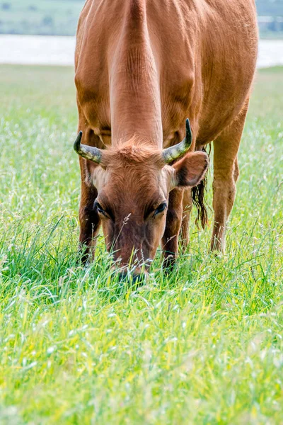 Zbliżenie Krowy Jedzącej Świeżą Trawę Portret Krowy Krowa Spaceruje Trawę — Zdjęcie stockowe