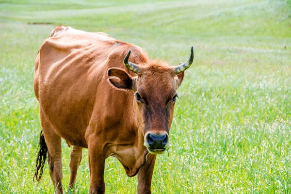 Portret Brązowej Krowy Krowa Spaceruje Zielonej Łące Otwartej Farmie Mlecznym — Zdjęcie stockowe