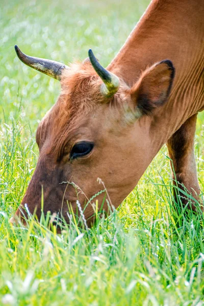 Zbliżenie Krowy Jedzącej Świeżą Trawę Portret Krowy Krowa Spaceruje Trawę — Zdjęcie stockowe