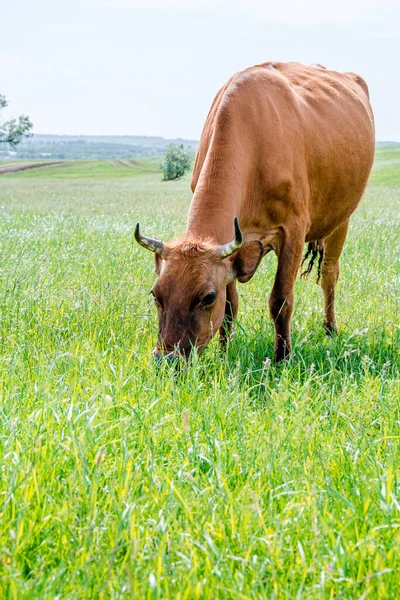 Zbliżenie Krowy Jedzącej Świeżą Trawę Portret Krowy Krowa Spaceruje Trawę — Zdjęcie stockowe