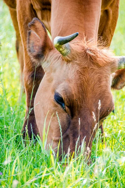 Zbliżenie Krowy Jedzącej Świeżą Trawę Portret Krowy Krowa Spaceruje Trawę — Zdjęcie stockowe