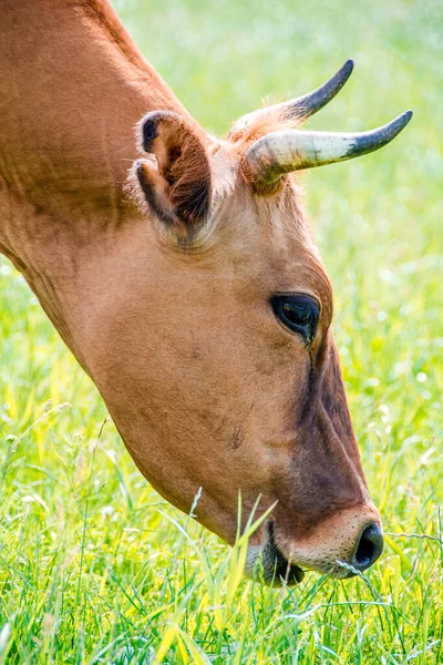 Zbliżenie Krowy Jedzącej Świeżą Trawę Portret Krowy Krowa Spaceruje Trawę — Zdjęcie stockowe