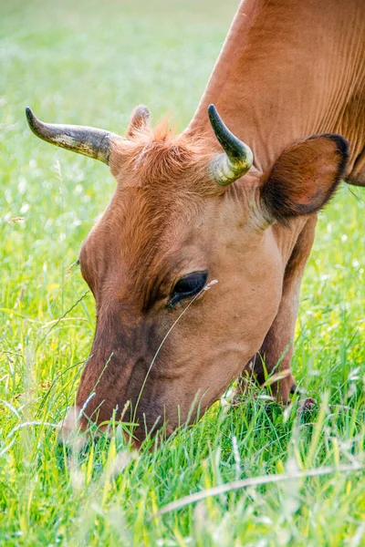 Zbliżenie Krowy Jedzącej Świeżą Trawę Portret Krowy Krowa Spaceruje Trawę — Zdjęcie stockowe