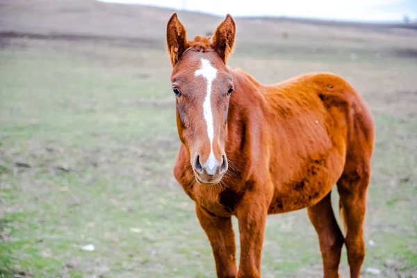 Sementales Caballo Joven Marrón Campo Granja Foto Otoño — Foto de Stock