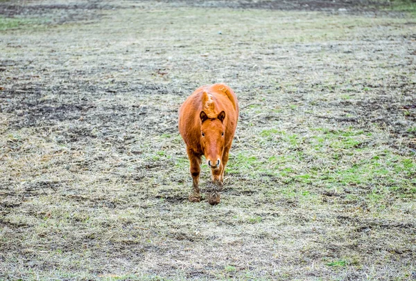 Sementales Caballo Joven Marrón Campo Granja Foto Otoño — Foto de Stock