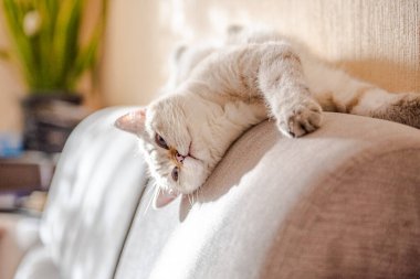 İngiliz soyundan beyaz bir kedi gri bir kanepede yatıyor.