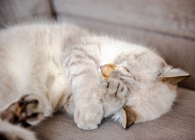 İngiliz kedisi kanepede uyuyor. Kedi suratlı.