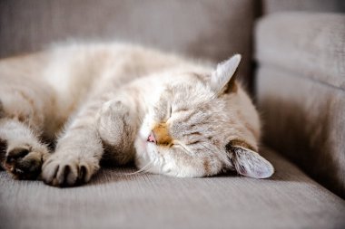 İngiliz kedisi kanepede uyuyor. Kedi suratlı.