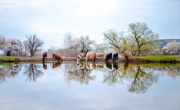Группа Коров Пьет Воду Озера Поле Вокруг Цветут Деревья Трава — стоковое фото