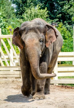 Kafesin arkasındaki hayvanat bahçesindeki Afrika fili yakın plan fotoğrafı.