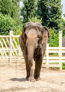 Kafesin arkasındaki hayvanat bahçesindeki Afrika fili yakın plan fotoğrafı.