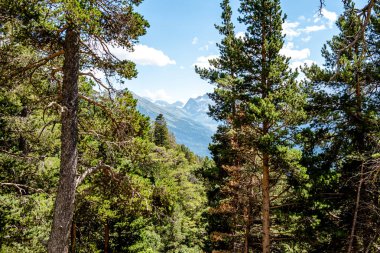Kozalaklı orman ve dağlar. Manzaralar. Yaz yeşilinde huzurlu manzaralar. 