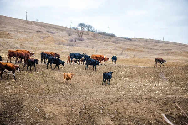 Grupo Vacas Está Andando Chão Campo Campo Parte Terras Agrícolas — Fotografia de Stock