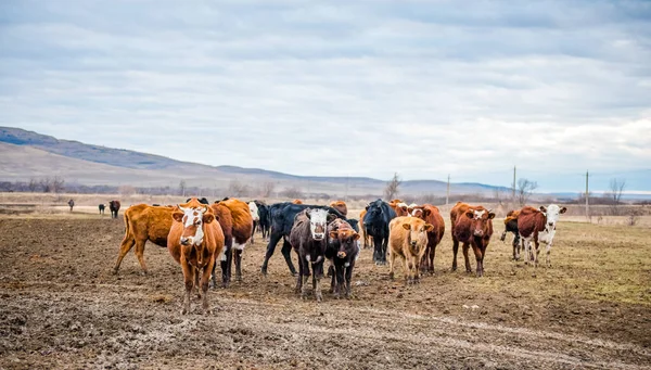 Μια Ομάδα Αγελάδων Περπατάει Στο Έδαφος Στο Χωράφι Αγρός Είναι — Φωτογραφία Αρχείου