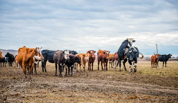 Grupo Vacas Está Andando Chão Campo Campo Parte Terras Agrícolas — Fotografia de Stock