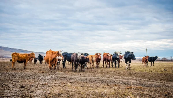 Группа Коров Идет Земле Поле Поле Является Частью Сельскохозяйственных Земель — стоковое фото